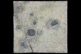 Plate of Four Ceraurus Trilobites - Walcott-Rust Quarry, NY #138810-9